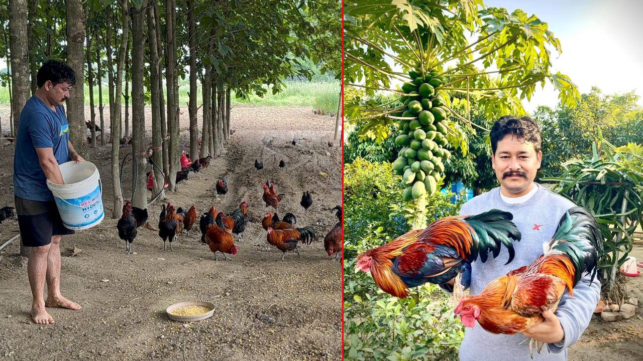 देउखुरीको बधिया भालेलाई व्यावसायिक बनाएका उद्यमी कमल