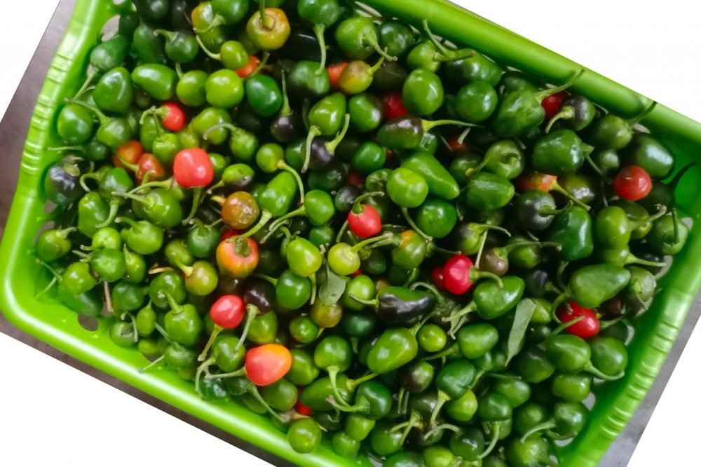 ‘अकबरे खुर्सानी बिक्री गर्न बजारको समस्या छैन, माग धेरै छ ’