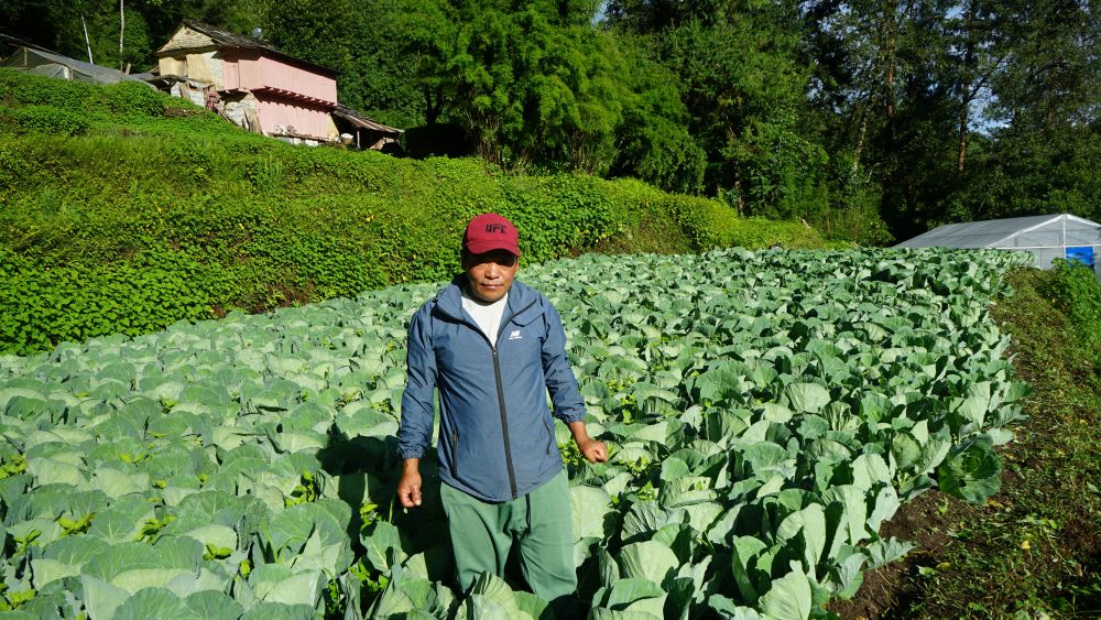 ‘टिकोटमा रासायनिक मल अहिलेसम्म भित्रिएको छैन’