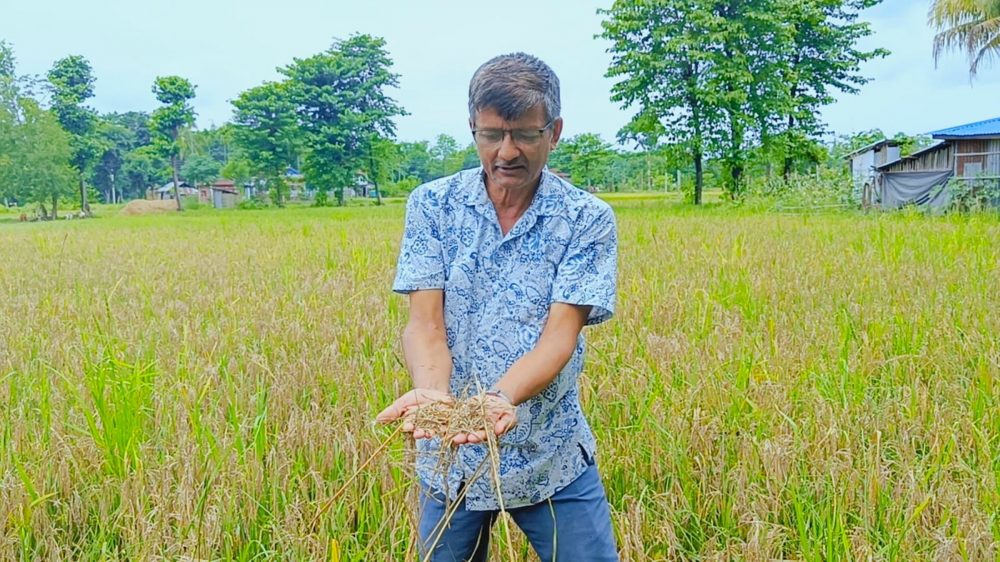 बाढीको वितण्डाले पाँच करोडको धान नष्ट