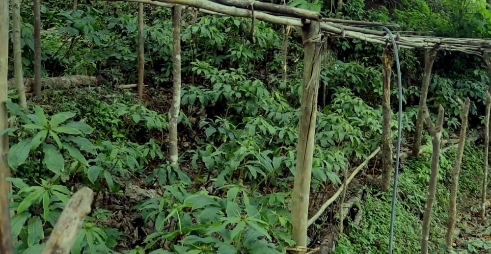 लेकाली भेगका किसानको आम्दानीको स्रोत सतुवा