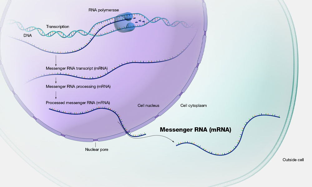 कोभिडविरुद्ध सफलता पाएको ‘मेसेन्जर आरएनए’ प्रविधि : क्यान्सरविरुद्धको नयाँ आशा
