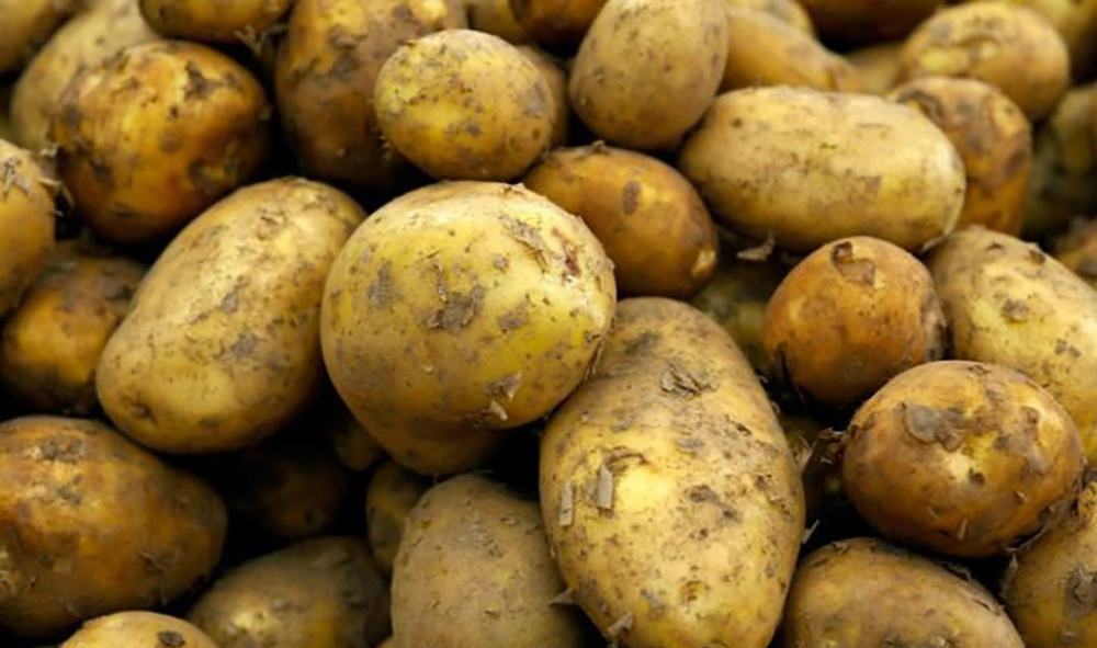 मुस्ताङमा आलुको उत्पादन क्षेत्र विस्तारः ६२ करोडको ८२ लाख आम्दानी