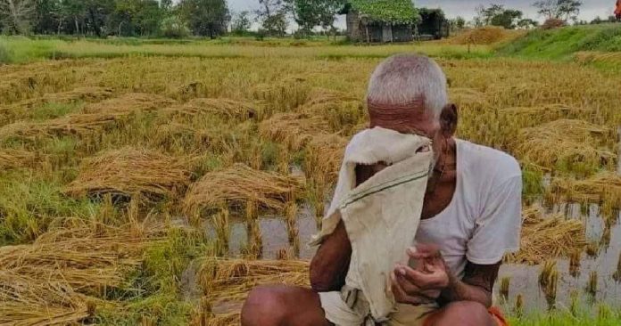 बेमौसमी वर्षाले कोशी प्रदेशमा दुई अर्बभन्दा बढीको धानबाली नष्ट