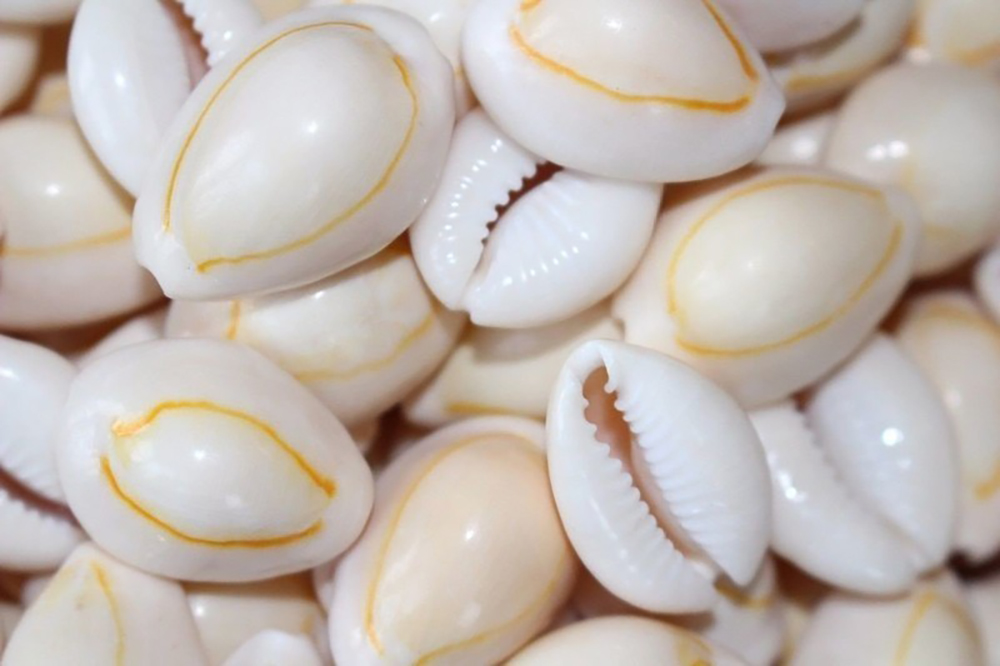 कौडा खेल्दै गरेका २२ जना पक्राउ, १७ लाख रुपैयाँ बरामद