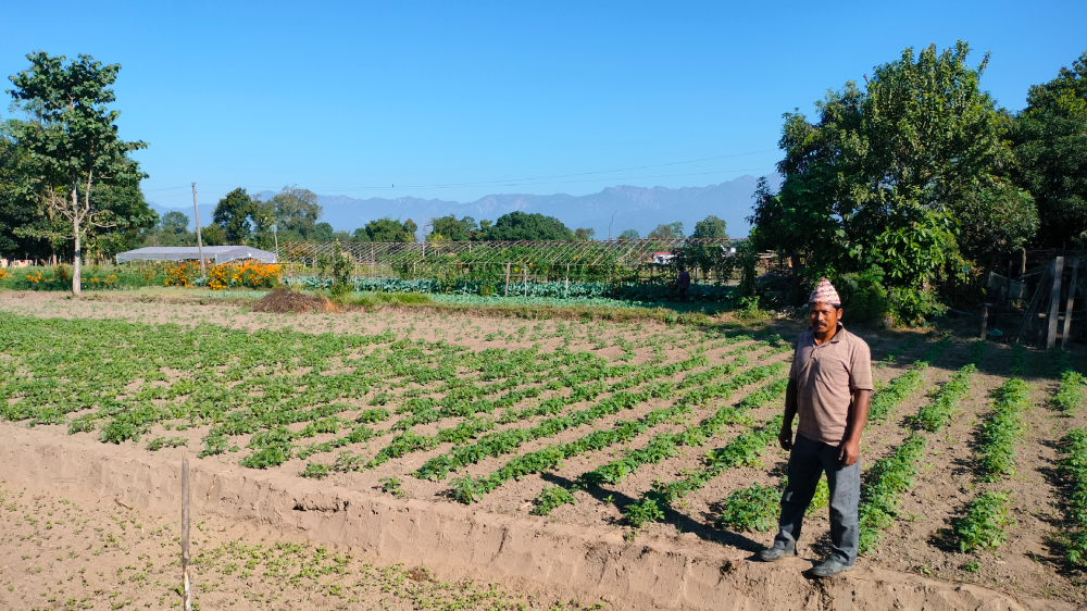 ‘टिपिएस’ विधिबाट आलुखेती